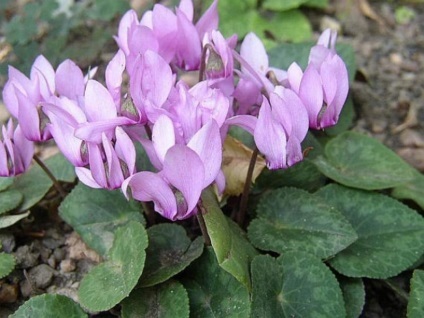 Cyclamen cum să aibă grijă, replante și propaga o plantă, regulile de udare și fertilizare, sfaturi