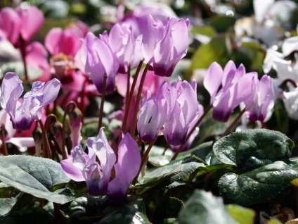 Cyclamen cum să aibă grijă, replante și propaga o plantă, regulile de udare și fertilizare, sfaturi