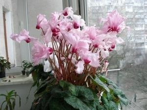 Cyclamen cum să aibă grijă, replante și propaga o plantă, regulile de udare și fertilizare, sfaturi