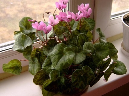 Cyclamen cum să aibă grijă, replante și propaga o plantă, regulile de udare și fertilizare, sfaturi