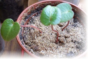 Cyclamen cum să aibă grijă, replante și propaga o plantă, regulile de udare și fertilizare, sfaturi