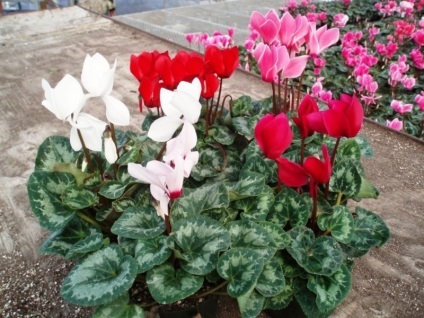 Cyclamen cum să aibă grijă, replante și propaga o plantă, regulile de udare și fertilizare, sfaturi