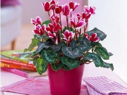 Cyclamen cum să aibă grijă, replante și propaga o plantă, regulile de udare și fertilizare, sfaturi