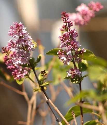 Blossoms liliac liliac în luna octombrie