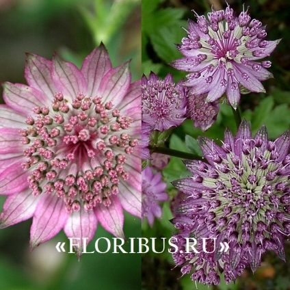 Flori astratsiya mare în teren deschis fotografie, plantare și de îngrijire în procesul de cultivare