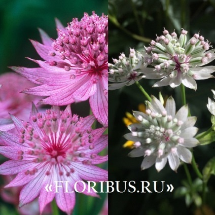 Flori astratsiya mare în teren deschis fotografie, plantare și de îngrijire în procesul de cultivare