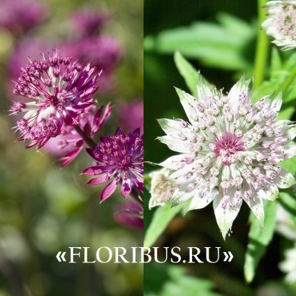 Flori astratsiya mare în teren deschis fotografie, plantare și de îngrijire în procesul de cultivare