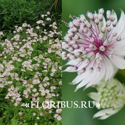 Flori astratsiya mare în teren deschis fotografie, plantare și de îngrijire în procesul de cultivare