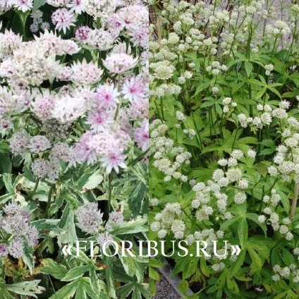 Flori astratsiya mare în teren deschis fotografie, plantare și de îngrijire în procesul de cultivare