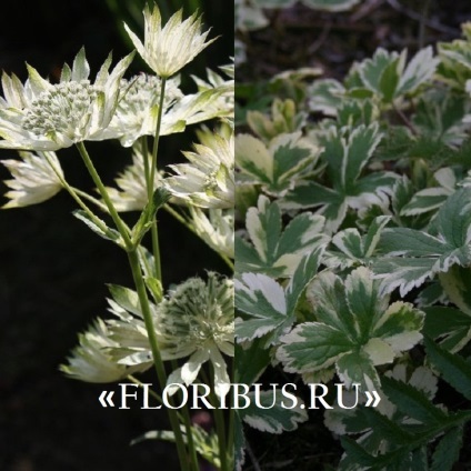 Flori astratsiya mare în teren deschis fotografie, plantare și de îngrijire în procesul de cultivare