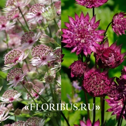 Flori astratsiya mare în teren deschis fotografie, plantare și de îngrijire în procesul de cultivare