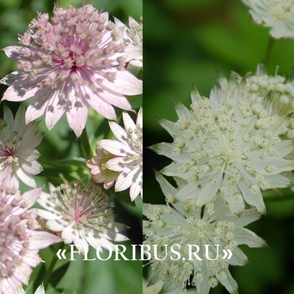 Flori astratsiya mare în teren deschis fotografie, plantare și de îngrijire în procesul de cultivare