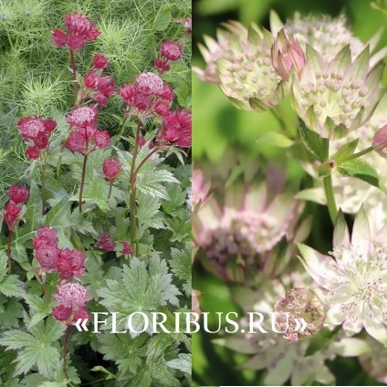 Flori astratsiya mare în teren deschis fotografie, plantare și de îngrijire în procesul de cultivare