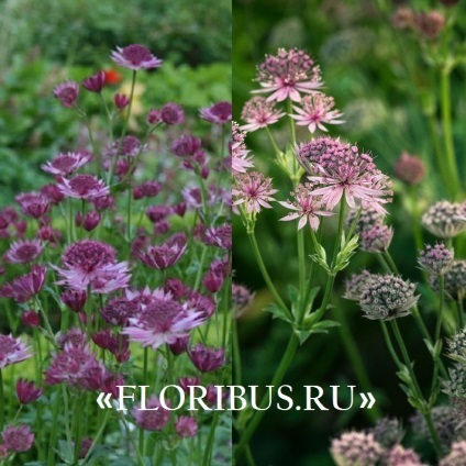 Flori astratsiya mare în teren deschis fotografie, plantare și de îngrijire în procesul de cultivare