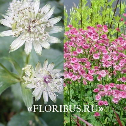 Flori astratsiya mare în teren deschis fotografie, plantare și de îngrijire în procesul de cultivare