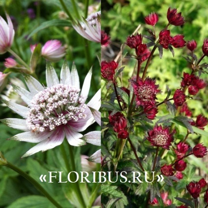 Flori astratsiya mare în teren deschis fotografie, plantare și de îngrijire în procesul de cultivare