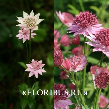 Flori astratsiya mare în teren deschis fotografie, plantare și de îngrijire în procesul de cultivare