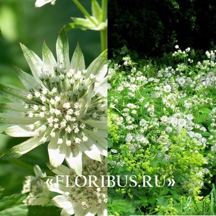 Flori astratsiya mare în teren deschis fotografie, plantare și de îngrijire în procesul de cultivare