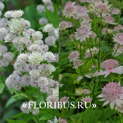 Flori astratsiya mare în teren deschis fotografie, plantare și de îngrijire în procesul de cultivare