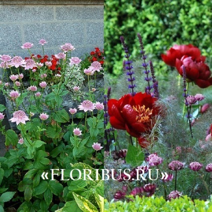 Flori astratsiya mare în teren deschis fotografie, plantare și de îngrijire în procesul de cultivare