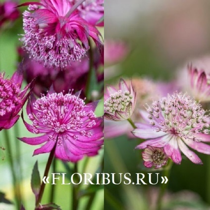 Flori astratsiya mare în teren deschis fotografie, plantare și de îngrijire în procesul de cultivare