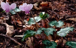 Transplant de flori Cyclamen și îngrijire