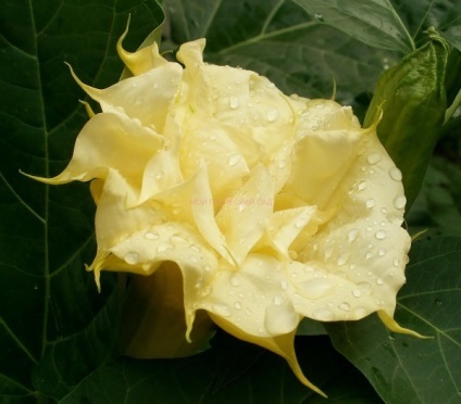 Datura sau stramonium - plantarea, îngrijirea, reproducerea