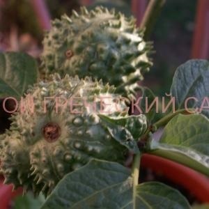 Datura sau stramonium - plantarea, îngrijirea, reproducerea