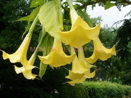 Datura vagy Csattanó maszlag - ültetés, gondozás, tenyésztés