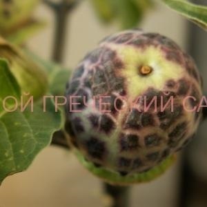 Datura sau stramonium - plantarea, îngrijirea, reproducerea