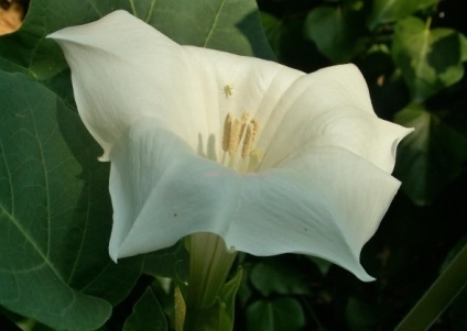 Datura sau stramonium - plantarea, îngrijirea, reproducerea