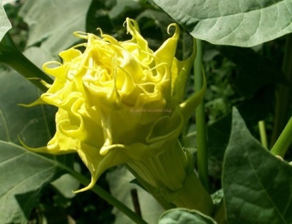 Datura sau stramonium - plantarea, îngrijirea, reproducerea