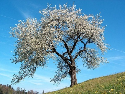 Plumuri decorative - arbori ornamentali și arbuști