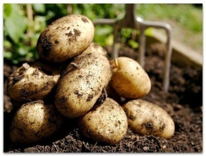 Nouă sfaturi pentru o recoltă mare de cartofi