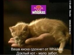 Vannak Whiskas és Felix táplálkoznak, így káros a macska (lásd