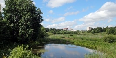Până la sfârșitul anului 2018, vor împărți a patra parte a parcului Murinsky - știrea orașului din Sankt Petersburg