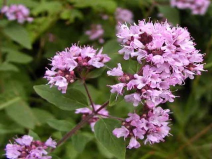 Oregano - plante medicinale, proprietăți medicinale, utilizare, contraindicații