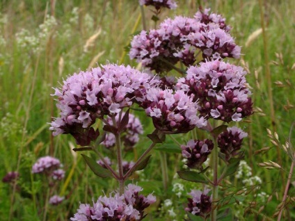 Oregano - plante medicinale, proprietăți medicinale, utilizare, contraindicații