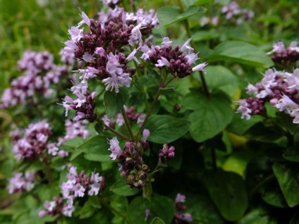 Oregano - plante medicinale, proprietăți medicinale, utilizare, contraindicații