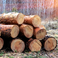 Exportul de lemn rotund poate fi interzis