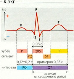 Electrocardiograma (eq)