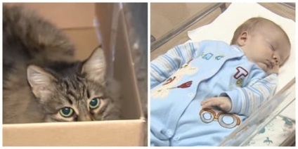 Aceste pisici eroice au salvat viața stăpânilor lor