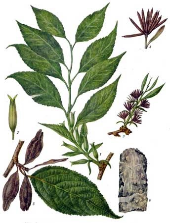 Eucommia vyazolistnaya - eucommia - plante medicinale - grădină și grădină de legume - rezident sălbatic de vară