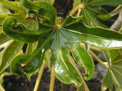 Fatsia fotografie și tipuri, aterizare și îngrijire la domiciliu