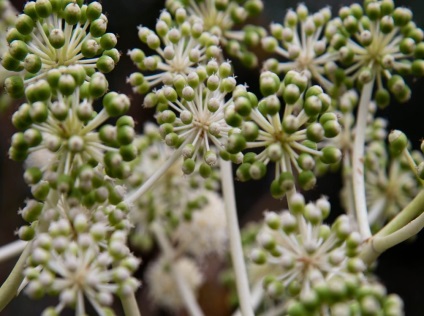 Fatsia fotografie și tipuri, aterizare și îngrijire la domiciliu