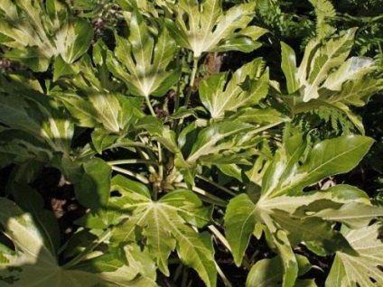 Fatsia Japonica leírás, gondoskodás finomság, reprodukció