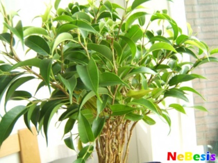 Ficus pe Feng Shui