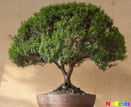 Ficus pe Feng Shui