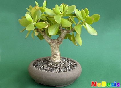 Ficus pe Feng Shui