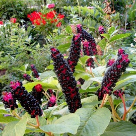 Phytolacca (fitolacca) în homeopatie (phytolacca decandra)
